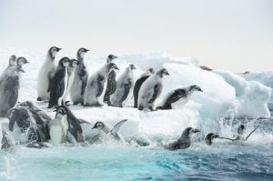 antartica