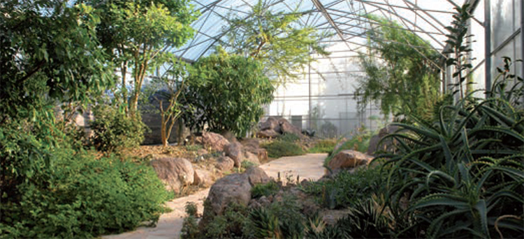Découverte du Jardin d'AFrique au Jardin Botanique