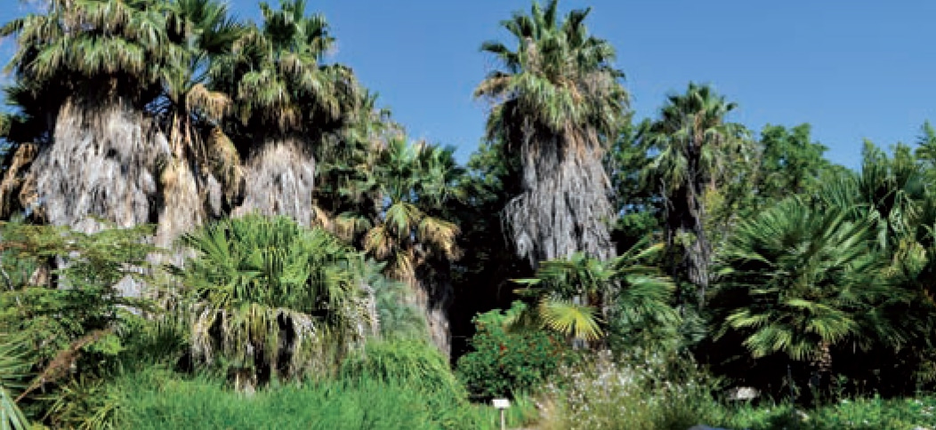 Découverte du Palmetum au Jardin Botanique