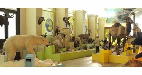 Museum d'histoire naturelle