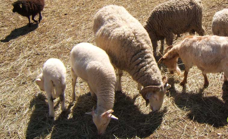 Ferme pédagogique de figuerolles