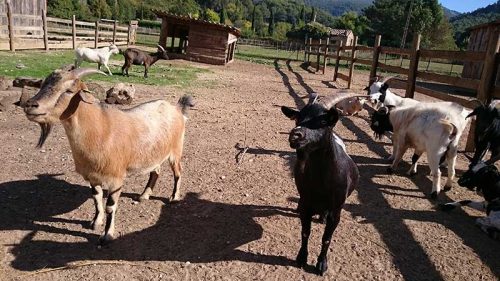 10 fermes pédagogiques à Marseille Ferme Pédagogique Auriol