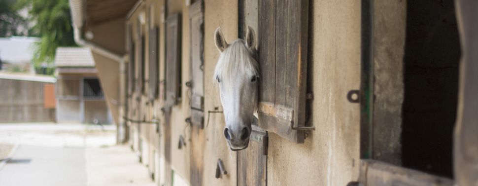 Centre équestre Pastré