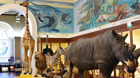 Découvrir en famille le Muséum d'Histoire Naturelle Muséum d'histoire Naturelle Marseille - Palais Longchamp