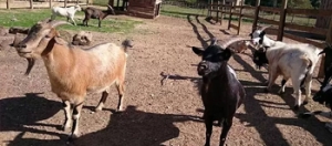 Ferme pédagogique d'auriol