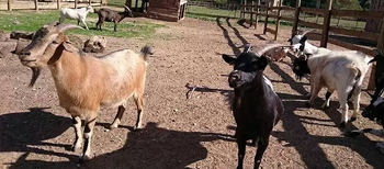 Ferme pédagogique d'auriol