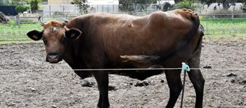 Ferme du Roy d'Espagne