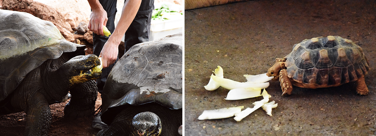 Nourrissage des animaux à la ferme aux crocodiles