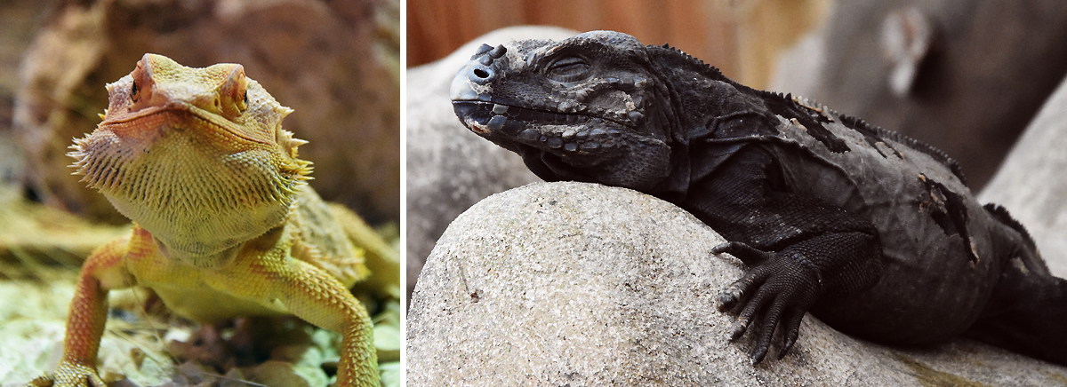 Découvrir en famille la Ferme aux crocodiles à Pierrelatte