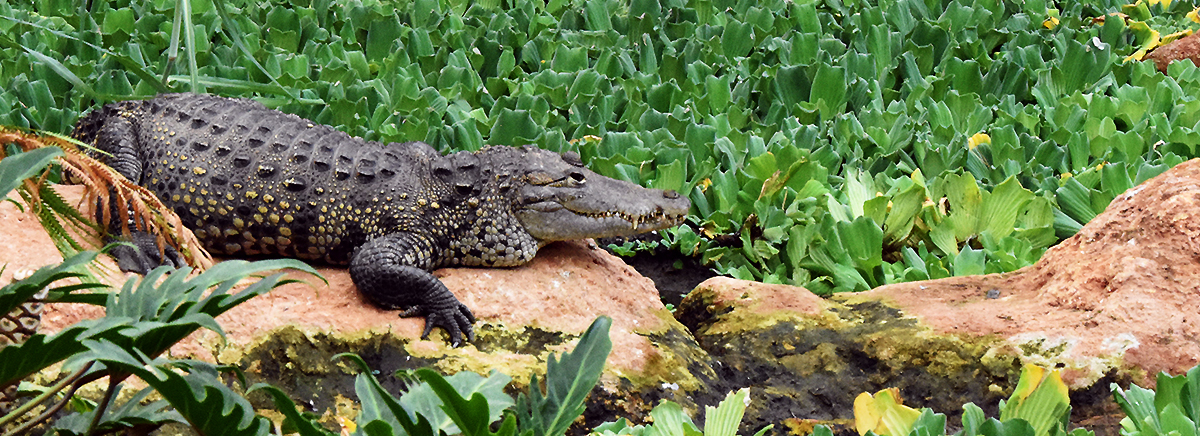 Découvrir en famille la Ferme aux crocodiles à Pierrelatte