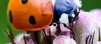 Festivals et événements pour les enfants : les temps forts de l'année à Marseille Nature en Fête au Parc de la Mirabelle