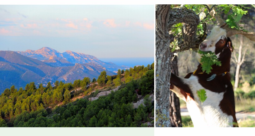 Découvrir la forêt autrement à l'occasion de la Journée Internationale des forêts Rendez-vous le 24 mars au Domaine de Font de Mai