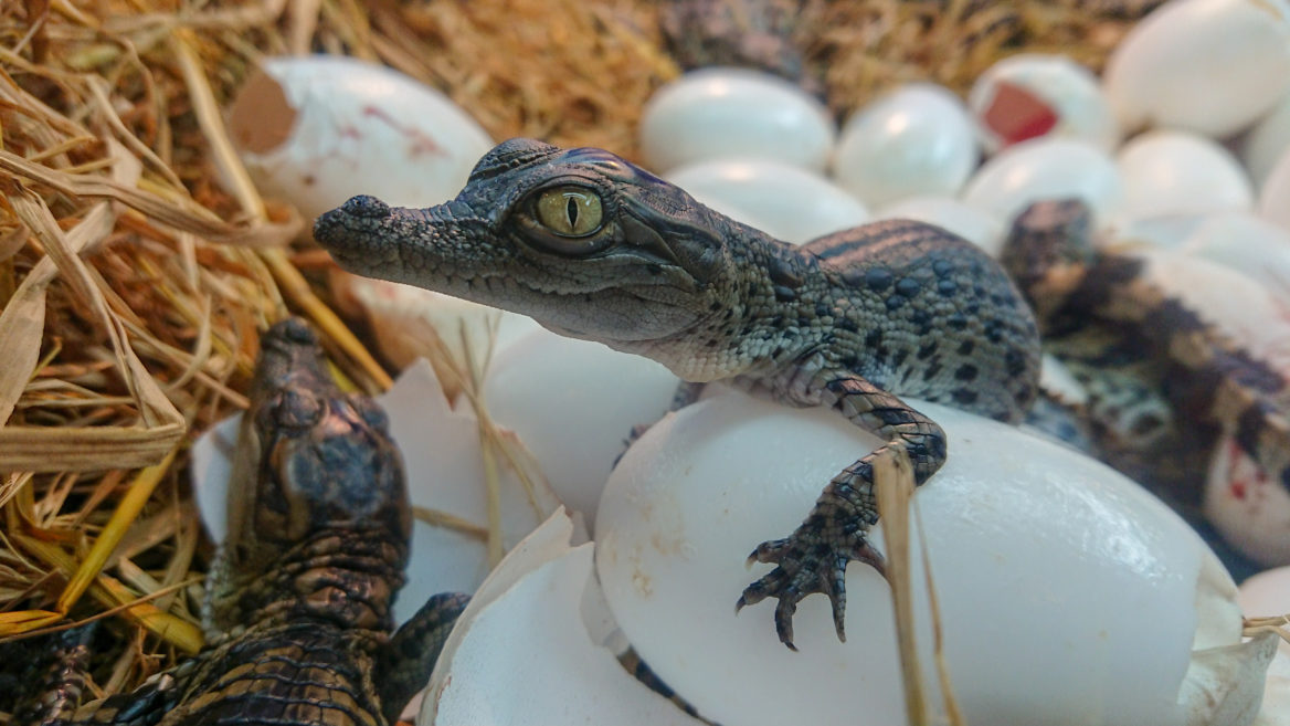 Chasses aux oeufs de Pâques à Marseille et ses alentours Chasse aux oeufs spécial reptile