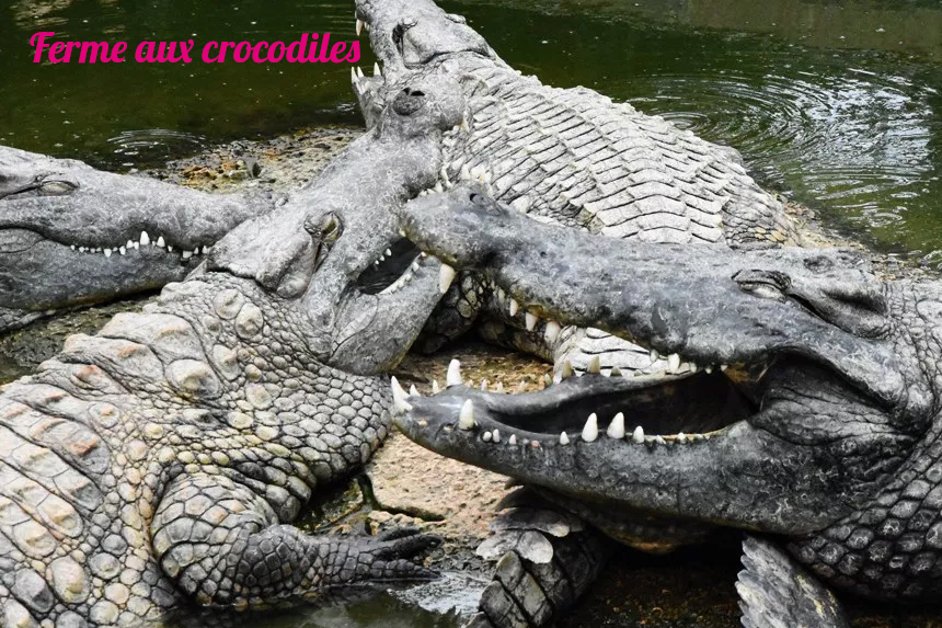 Parc animalier autour de Marseille, Ferme aux crocodiles