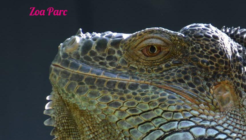 Zoa Parc Sanary sur Mer