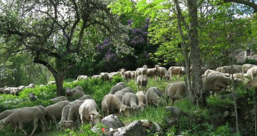 Les 48h de l'agriculture Urbaine à Marseille 48h, La Transhumance en Ville