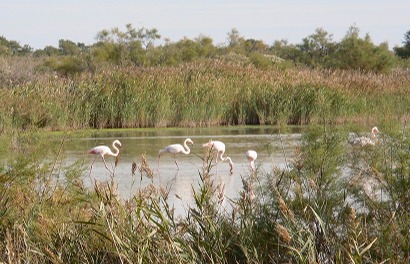 domaine de la palissade en camargue