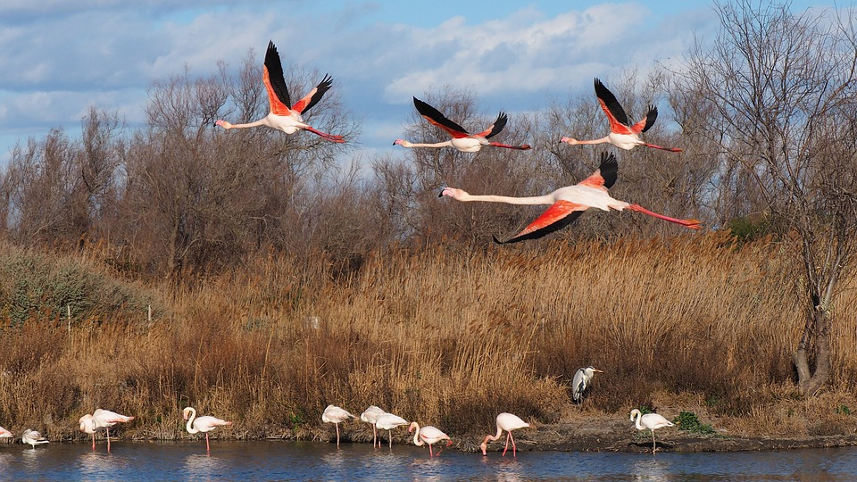 Découvrir la Camargue en famille découvrir la camargue en famille
