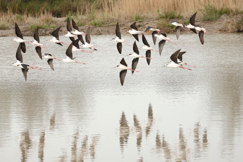 Découvrir la Camargue en famille parc ornithologique du Pont de Gau