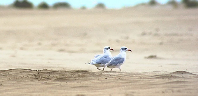 Découvrir la Camargue en famille Plages camargue