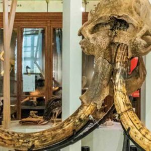 Terre d’évolution, parcours muséum histoire naturelle