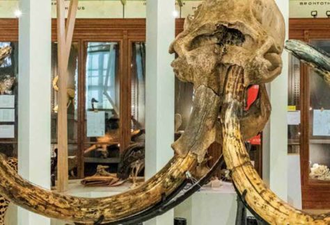 Terre d’évolution, parcours muséum histoire naturelle