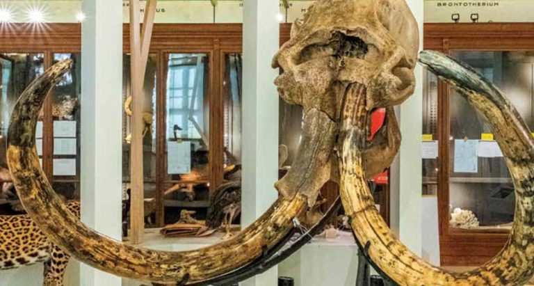 Terre d’évolution, le parcours permanent du Muséum d’Histoire Naturelle