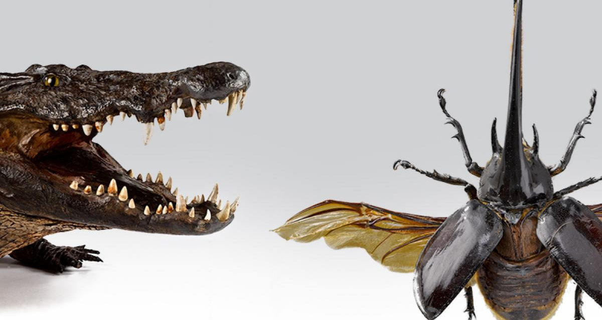 Les petites betes museum d'histoire naturelle