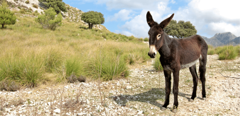 Balade à dos d’âne au Domaine de la Font de Mai : une aventure nature en famille à Aubagne