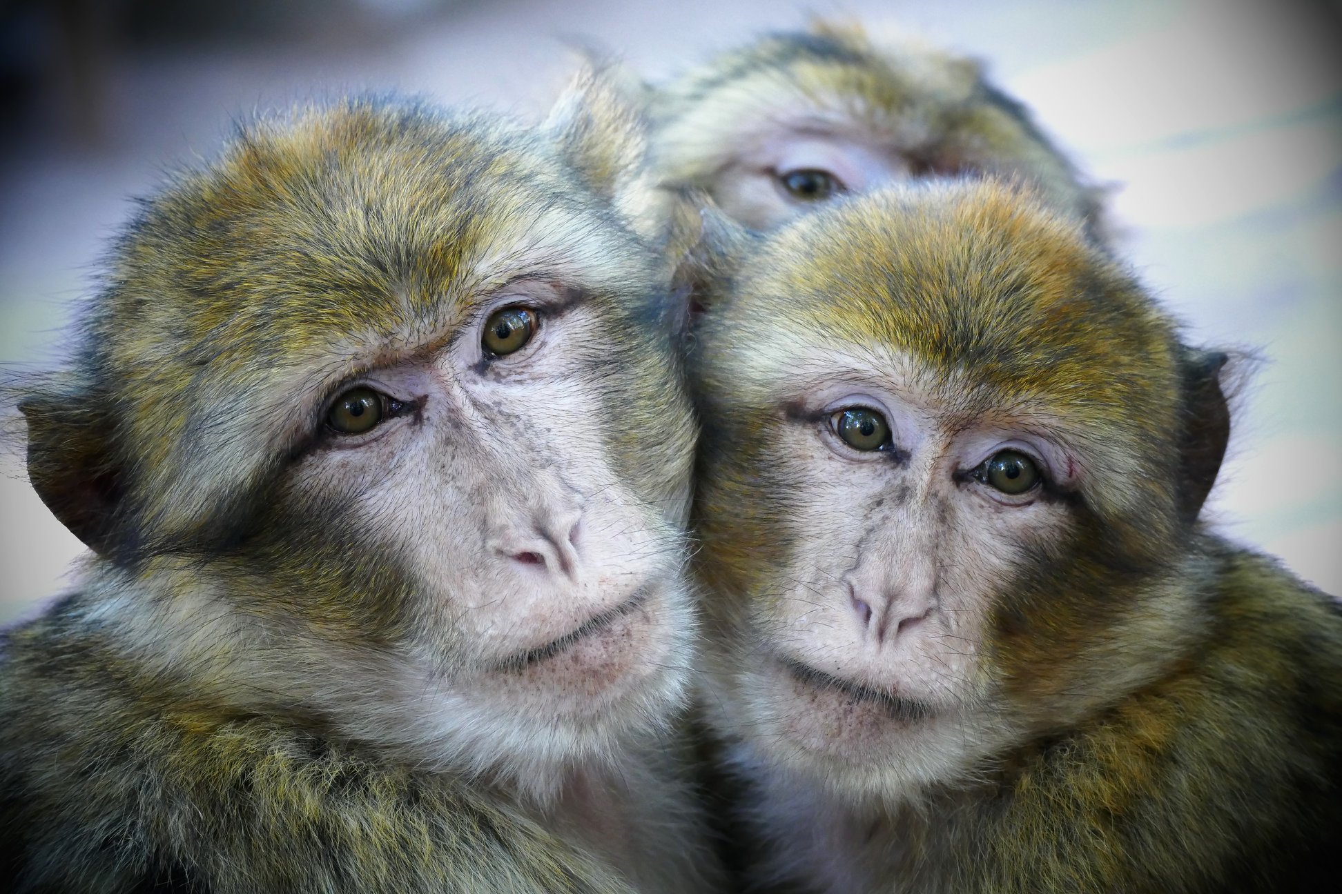 La Foret des singes rocamadour