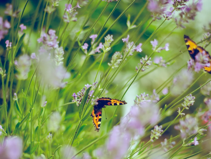 Ateliers Nature Un jour par an