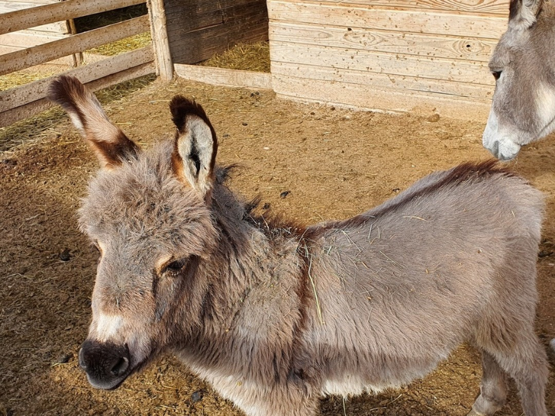 Ferme animalière Auriol