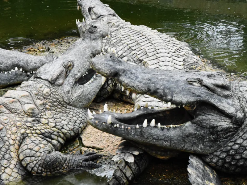 La ferme aux crocodiles