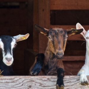 Ferme pédagogique du collet des comtes