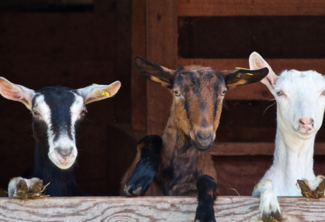 Ferme pédagogique du collet des comtes