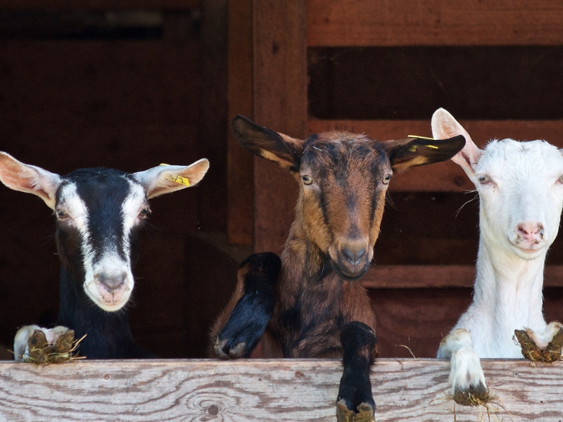 Ferme pédagogique du collet des comtes