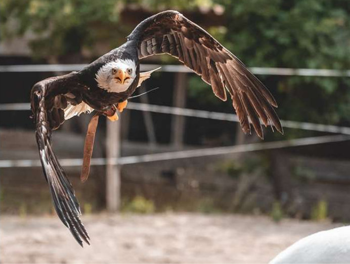 Les aigles du Verdon
