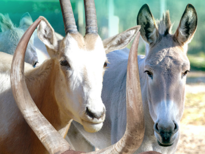 Zoo la Barben