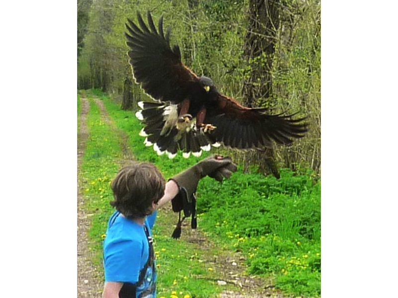 Aigles Sainte Baume