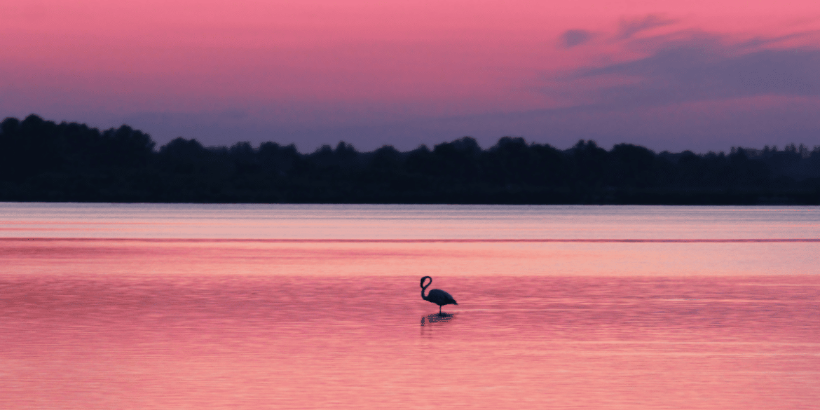 Découvrir la Camargue en péniche