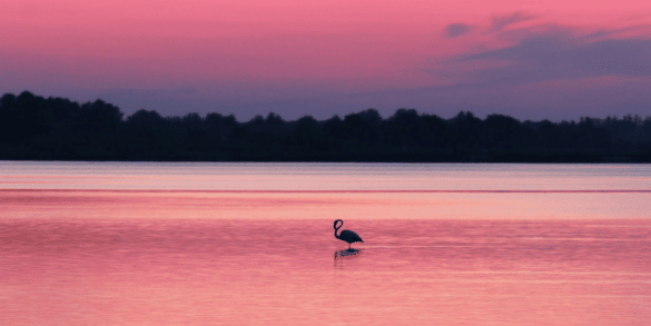 Découvrir la Camargue en péniche