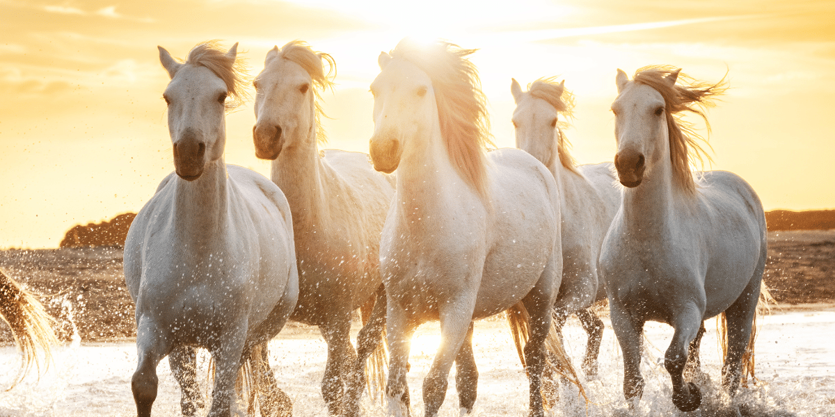 Des chevaux et taureaux sauvages à découvrir en Camargue