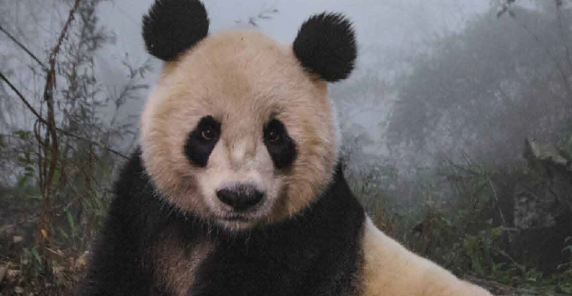 Les meilleures photographies de la vie sauvage de la National Geographic