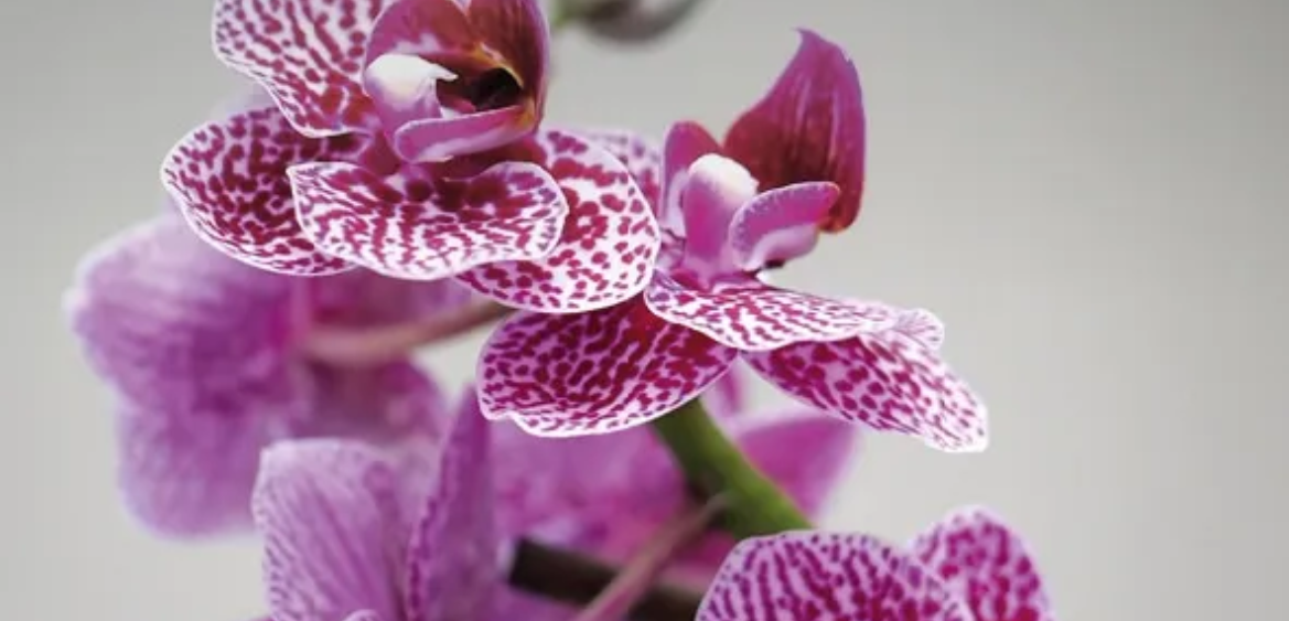 Flyer-Orchidée-2023.jpg