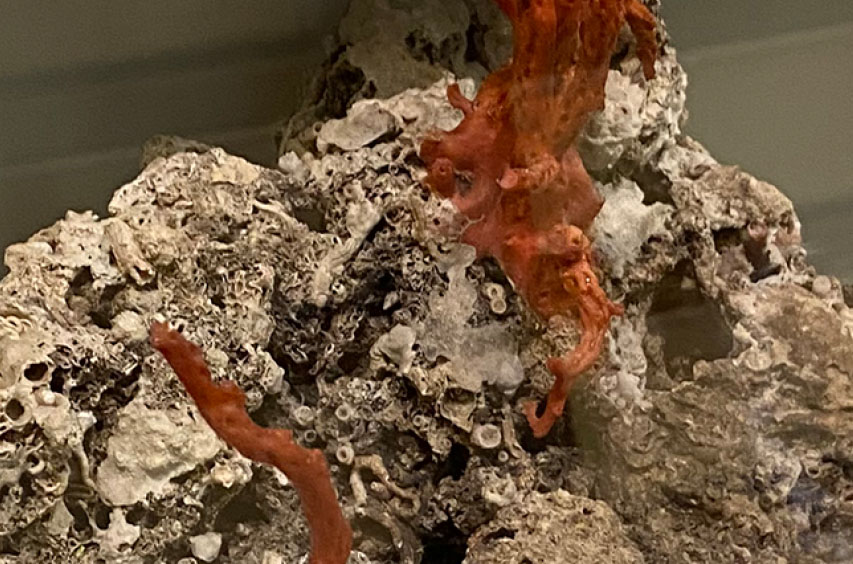 Visites flash thématique "Mers et Océans" dans les collections du Muséum