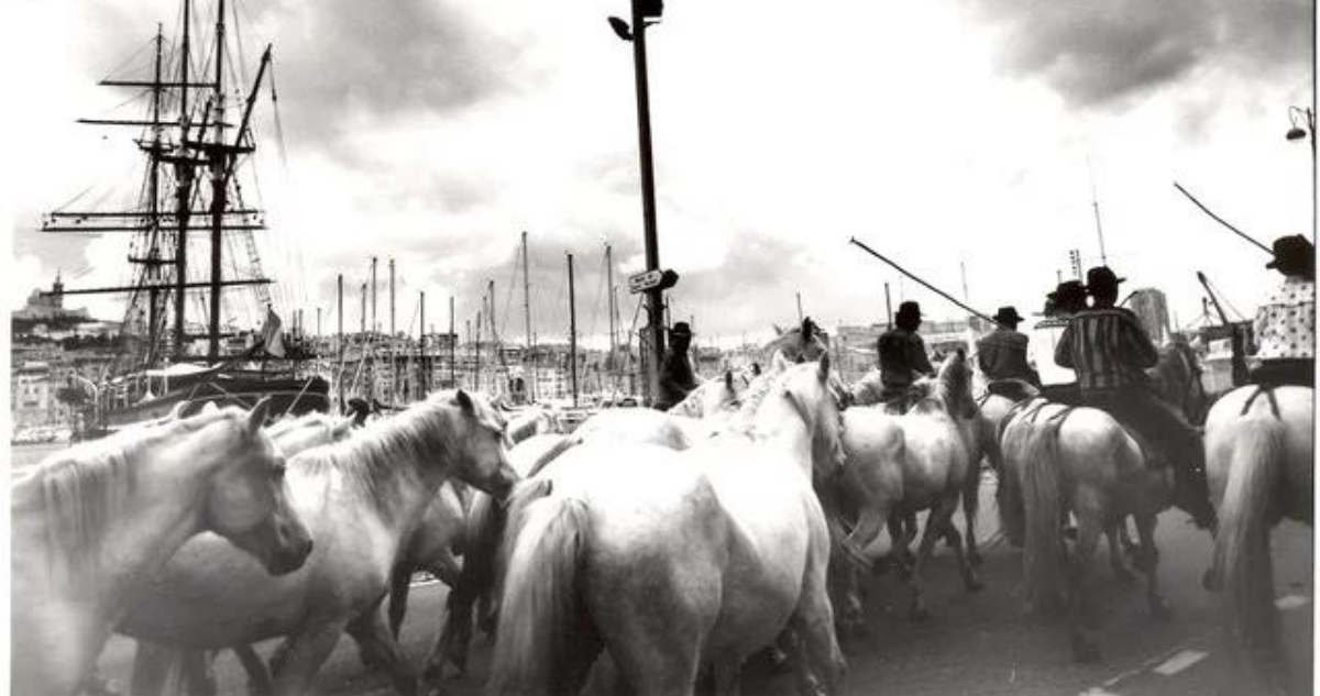 La Fiesta des Suds vous invite à une grande Cavalcade de 100 chevaux camarguais en liberté sur le Vieux Port ce samedi