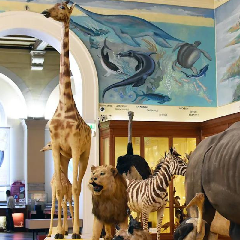 Museum d'Histoire Naturelle de Marseille