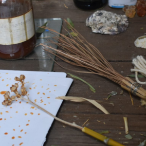 Les Petits Mercredis nature à la Friche