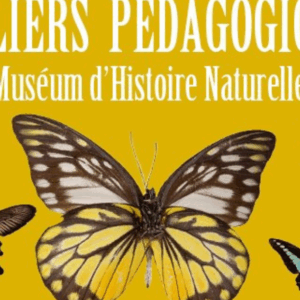 Ateliers enfants au Muséum d'Histoire Naturelle d'Aix en Provence