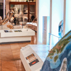 Visite flash contée au Muséum d'histoire naturelle